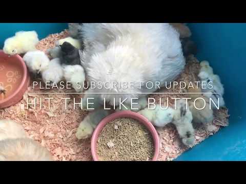 download lagu mp3 mp4 Silkie Chickens For Sale Online, download lagu Silkie Chickens For Sale Online gratis, unduh video klip Silkie Chickens For Sale Online
