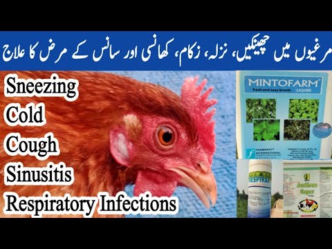 , title : 'Chicken Sneezing, Cough, Sinusitis and Respiratory Infections Treatment in Winter | Dr. ARSHAD'