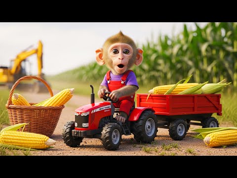 Baby Monkey Bubu Drives a Tractor to Harvest Corn on the Family Farm 🐒🌽🚜 Monkey Farm Work