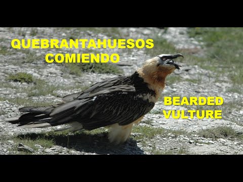 QUEBRANTAHUESOS | BEARDED VULTURE | Gypaetus barbatus