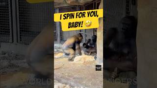 Download lagu Gorilla Aunties Show Off for the New Baby😂 mp3