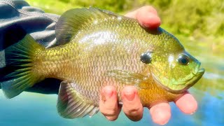 I found the GIANT River Bluegills again!!!
