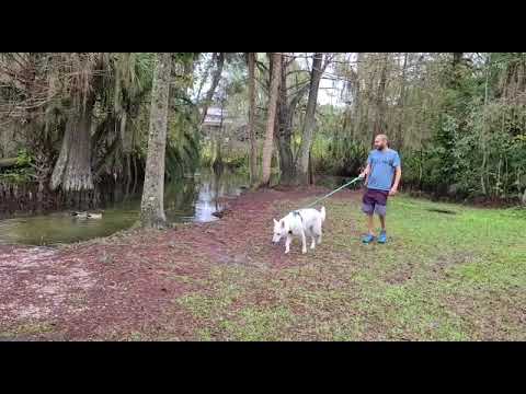 Rishi playing with ducks