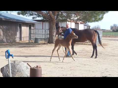 4/15/23 Paula and 023 Sharif Al Zobair x Aphrodite ENB