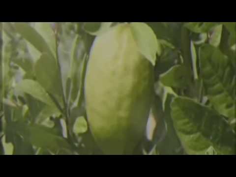 EDMMARO vs DES3ETT - La Rumba Tassoni (MdA Mashup)