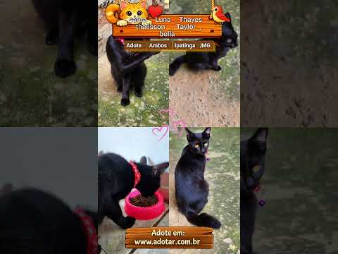 Vídeo de safira, Luna, Thayes, thalisson, Taylor, bella