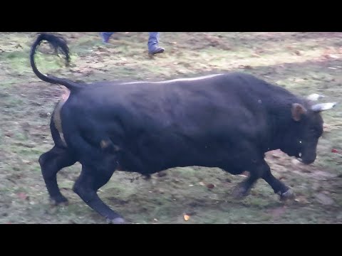 MRKONJA OD MUTAPDŽIĆA I BIJELI OD OSMANOVIĆA DAR MAR 2022 KORIDA