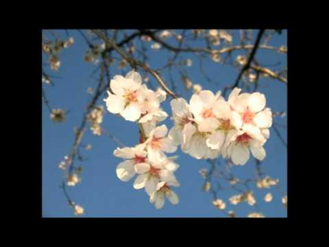 Pietro Galassi - Ti Sposerò - by Andy for Dany