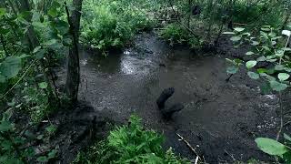 Bog Jumping - Masurian Bogs 2025 | day 9-4