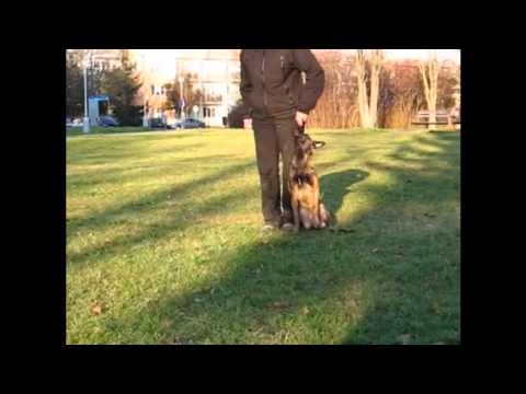 YUCA - ŠTĚNĚCÍ POSLUŠNOST :)