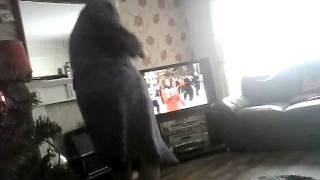 Christmas Day Cha Cha Slide