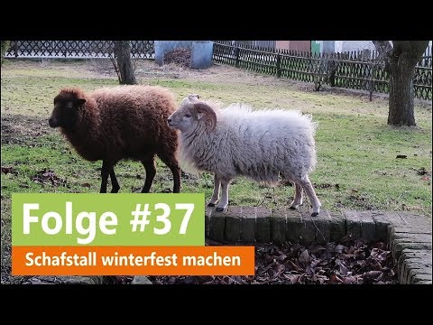 , title : '🏠❄ Schafstall winterfest machen 🌨 Quessantschafe 🐏🐑🐑'