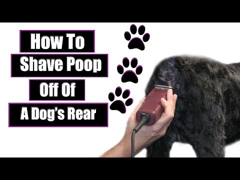 How To Shave Poop From A Dog's Rear