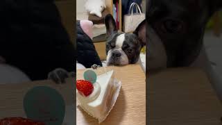 ケーキが気になって気になって仕方ないワンコ🍰　#shorts