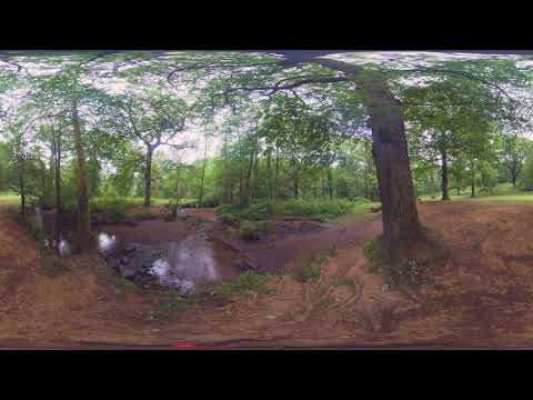 Forest bathing | Sit under a tree by the riverbank (360 video)