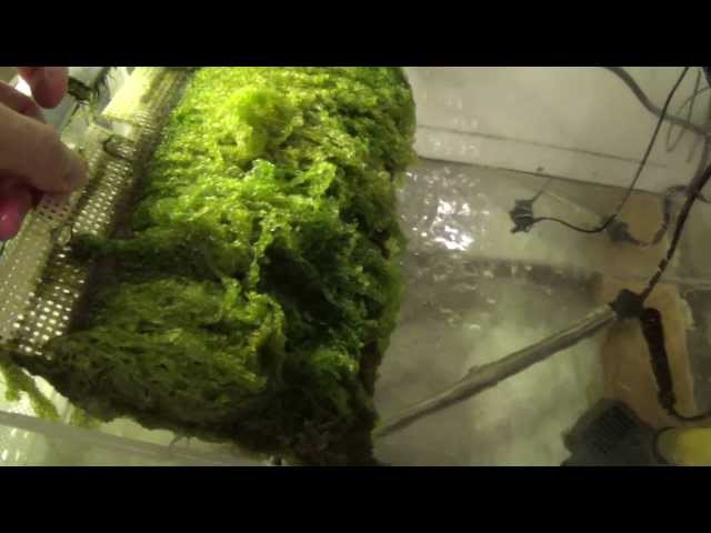 Algae Scrubber with LED Lights on Salt Water Reef Tank