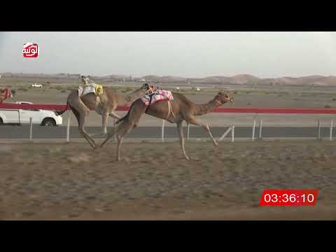  ش 5 (نيران) لـ ياسر محمد ياسر العفاري 6:34:37 , شارة الديوان 1 2026/09/13 ايذاع الوقن