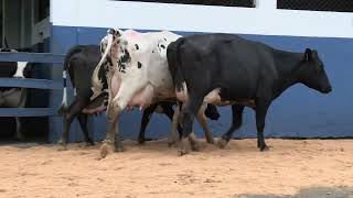 Vídeo 104 - 1ª ETAPA MEGA LIQUIDAÇÃO TOTAL AGROPECUÁRIA MARAJOARA - DIA 4 | GADO GIROLANDO E HOLANDÊS