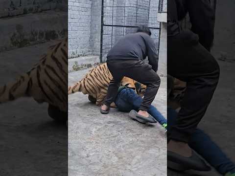 Bnegal Tiger Attack Straight to the Neck |  Nouman Hassan |