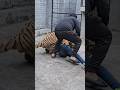 Bnegal Tiger Attack Straight To The Neck Nouman Hassan