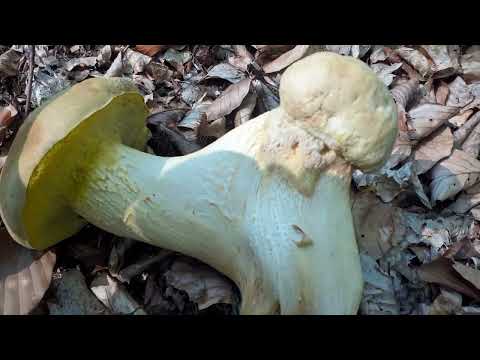 "DVOGLAVI" VRGANJ - two headed boletus