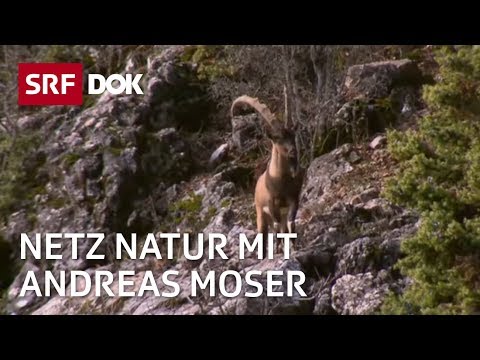 , title : 'Ziegen – Dem Teufel vom Karren gesprungen | NETZ NATUR mit Andreas Moser | DOK | SRF'