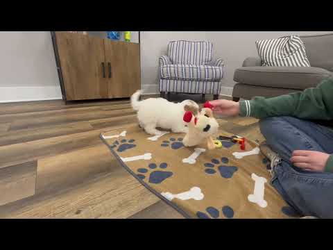 Melinda, the Bichapoo