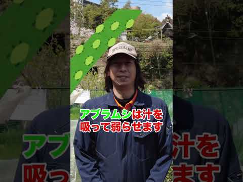 いつ、どのようにイチゴを鉢に植えるのですか？有機果物の栽培を成功させるために必要なすべてをお伝えします。  庭園
