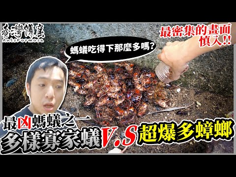 多樣寡家蟻