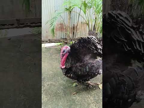 #fyp #vao #youtubepersonality @bigchungusYT @MrBeast