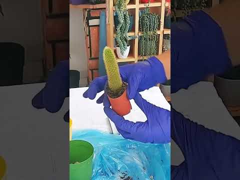 Zarar vermeden çiçeğime #maymunah #flowers #cactus #çiçek #çiçekbakimi #çiçekbakımı #cicek #monkey