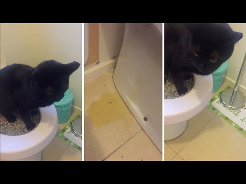 Cat Fails At Peeing In The Toilet