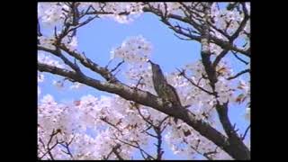 JR東海 そうだ京都へ行こう 平安神宮 1993 春