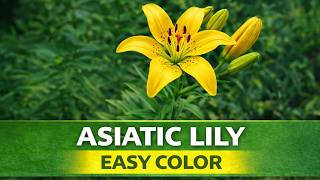 Asiatic Lily: Easy, Colorful Blooms That Come Back Every Year (Zone 3 Hardy)