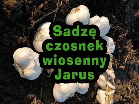 Sadzę czosnek wiosenny Jarus (Jaruś) - Miastowa na końcu wsi - odcinek nr. 92
