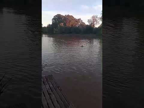 Villa Paranacito #pesca