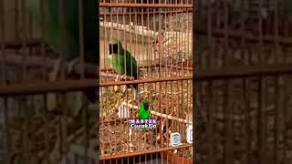 Download lagu CUCAK IJO ISIAN KUNTILANAK SAMBUNG PELATUKAN mp3