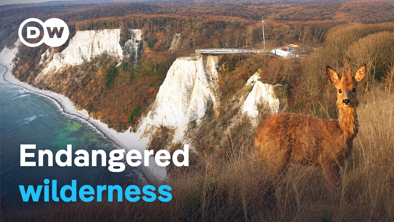 Wild Rügen - Tourism vs. nature conservation | DW Documentary