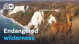 Wild Rügen - Tourism vs. nature conservation | DW Documentary