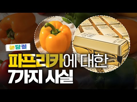 파프리카, 당신이 몰랐던 7가지 사실|농담짚