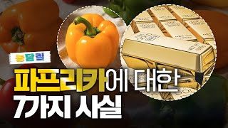 파프리카, 당신이 몰랐던 7가지 사실|농담짚