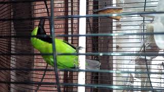 Download lagu Suara pikat cicak ejo mp3