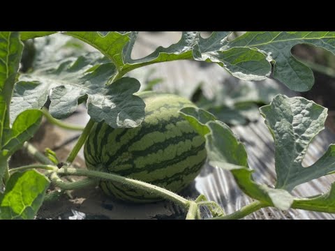 マグノリアの木にいつ肥料を与えるのですか？最適な肥料とその与え方は？  庭園