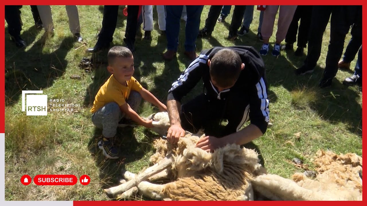 “Të qethmet” festa e Tërthores në Kukës – Zbriten bagëtitë nga bjeshka Pikëllimës ku verojnë