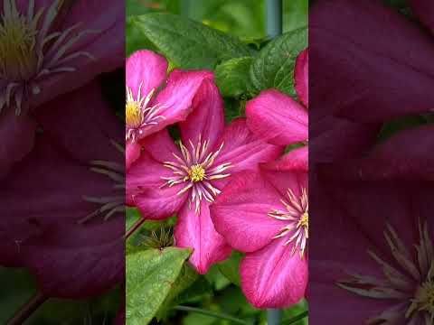 Sabki barate aai doli #sohrts #utubshorts #song