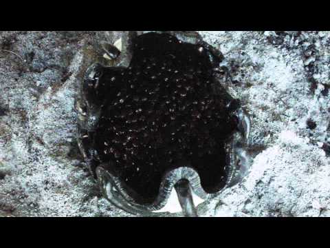 Thumbnail of the video: The Encounter - Trailer