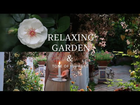 Transforming My Suburban Home Into a Healing Garden