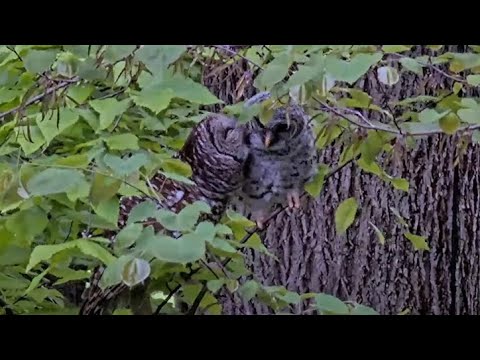 Morning Preening Session For Young Barred Owl | WBU Barred Owl Cam | Cornell Lab – May 12, 2025