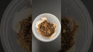 【閲覧注意】2026年8月25日 カブトムシの卵発見🥚✨️
