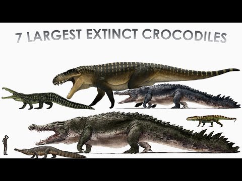 Which is Biggest of The 7 Largest Extinct Crocodiles?